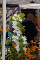IMG_6969_lzn