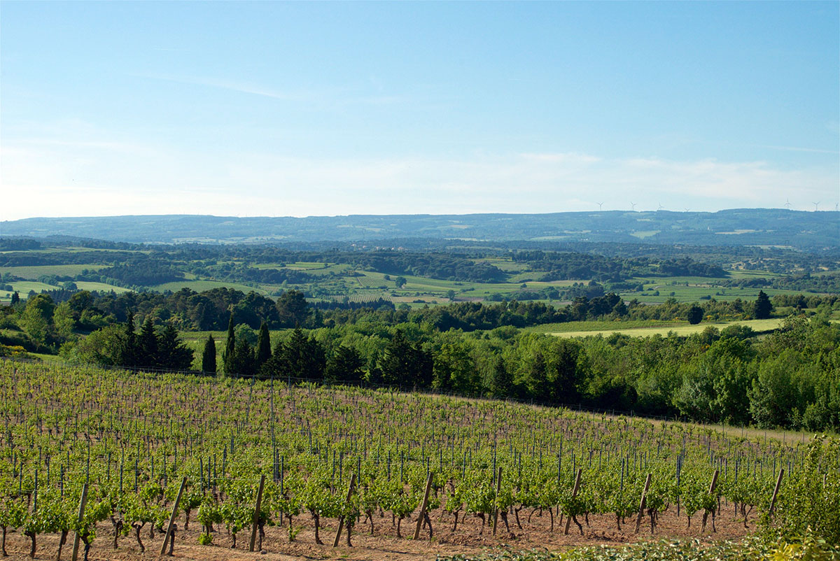 O'Vineyards