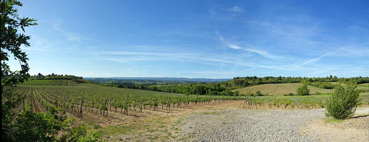 O'Vineyards